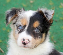 Blue Merle, MALE Border Collie puppy